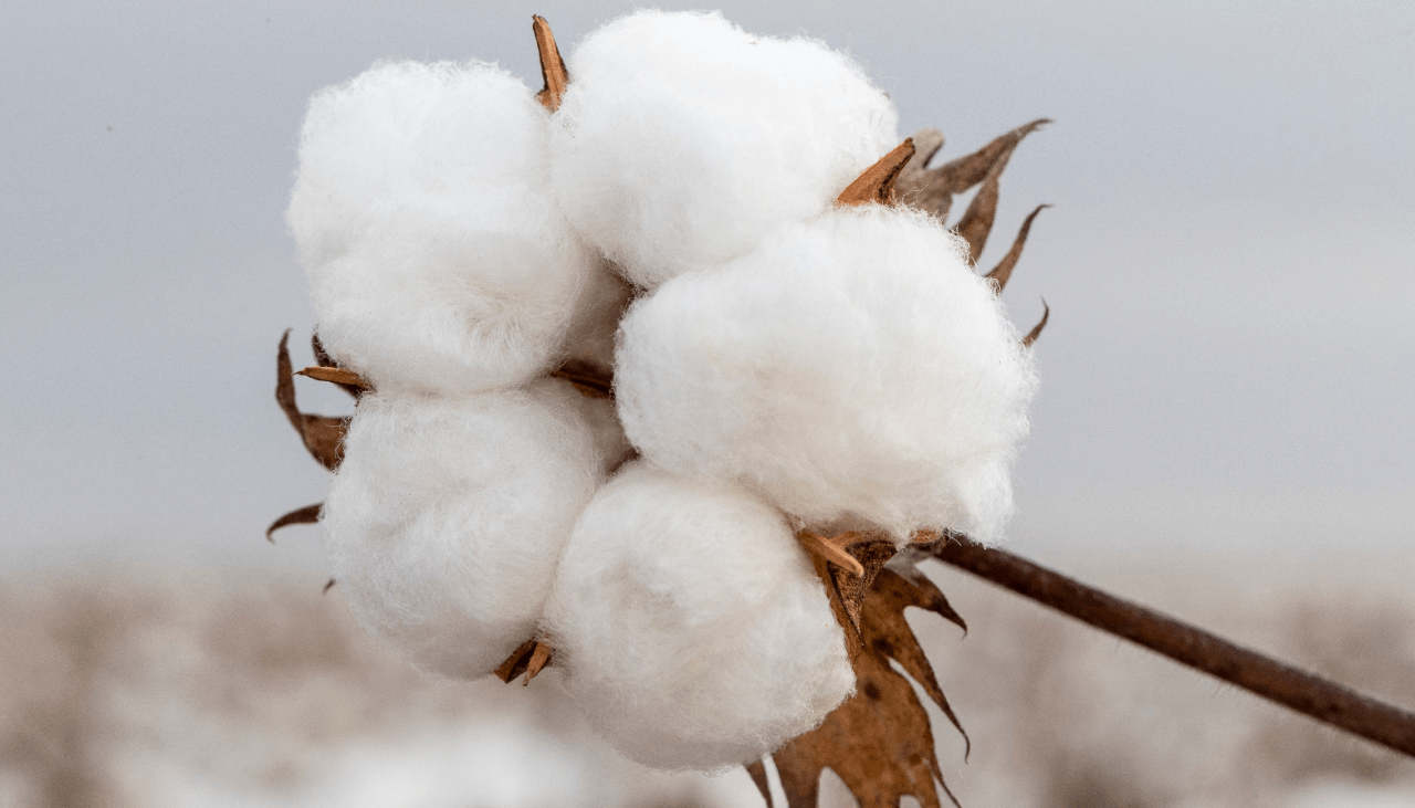 Why Organic Cotton Is The Better Choice For Bedding - Gray Heron
