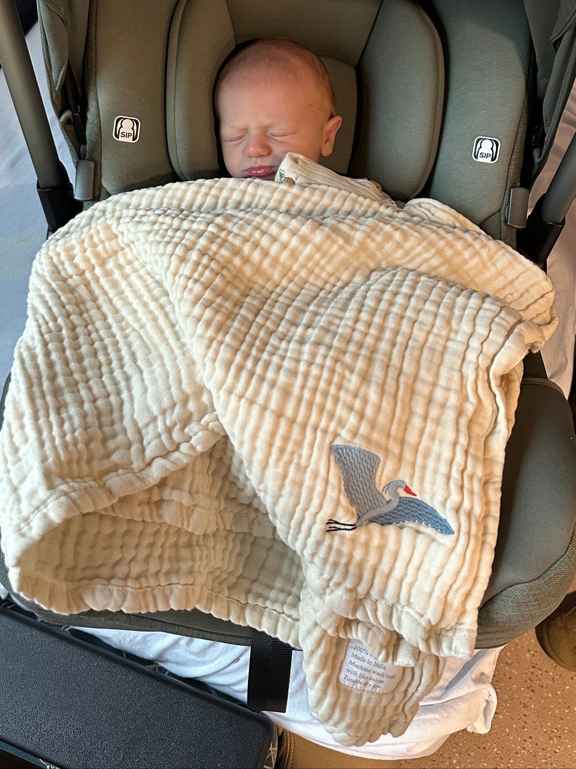 infant leaving hospital in carrier with Gray Heron organic blanket